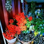 度假居 Seaside Adam's House 2019 Karianí