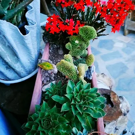 Adam's House 2019 * Karianí