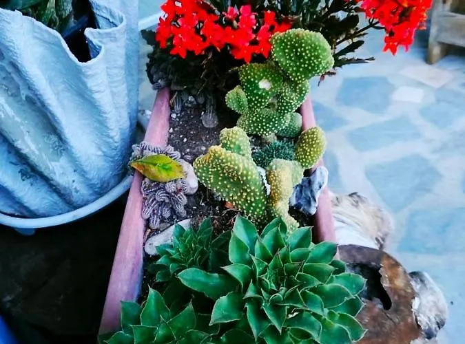 Seaside Adam's House 2019 * Karianí